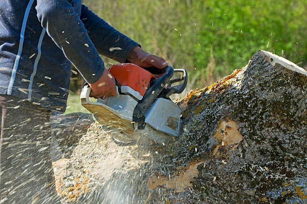 Trusted Paden City, WV Tree Service Experts